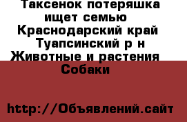 Таксенок потеряшка ищет семью - Краснодарский край, Туапсинский р-н Животные и растения » Собаки   